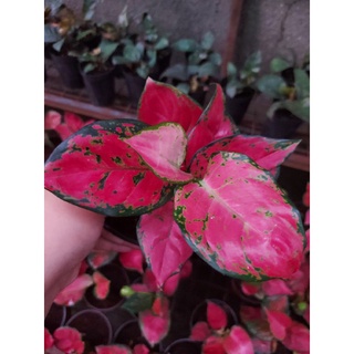 Aglaonema Red Beauty (4)