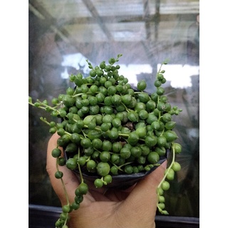 string of pearl/beads succulent plants