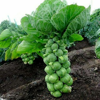 Brussels sprouts seeds imported sprouts cabbage mini small cabbage seeds holding cabbage cabbage veg