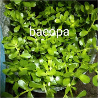 BACOPA MONNIERI aquatic plants