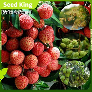 【Seed king】COD High Quality Seeds - Fruit seeds - Lychee (Litchi Seed)seeds 5PCS (1)