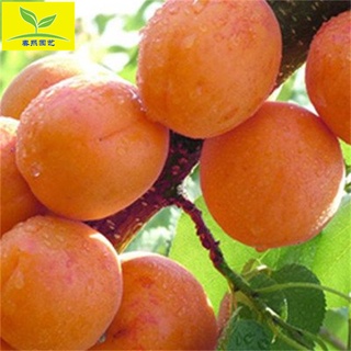 Chunxi Agriculture Sells Golden Sun Apricot Seedlings Big Fruit, Loose Core, Golden and Juicy Freshl