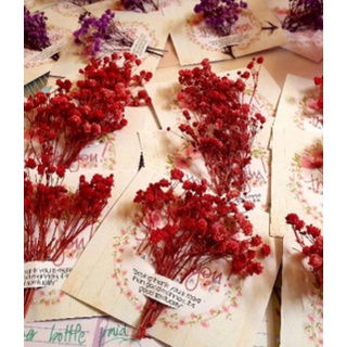 Dried Flowers for Arts and Crafts Card Included