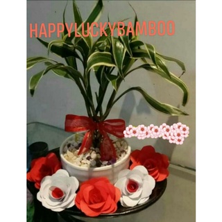 Braided Bamboo Uprooted with red ribbon