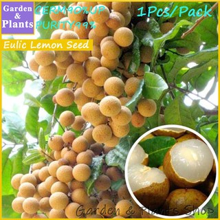 1Pcs Longan Seeds ( Certified Seeds)Fruit seed