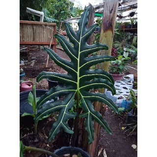 ALOCASIA PORTIE (BULB ONLY) sometimes with 1 or 2 leaves