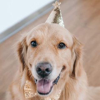 Pet Dog Cat Birthday Party Hat Bow Tie Christmas Dress Up Birthday Hat Pet Holiday Dress Up YIYUE (5)