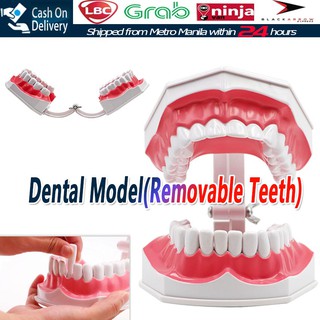 1PC Dental Teaching Model Teeth Model Standard Model Dental Standard Model Removable Denture Model