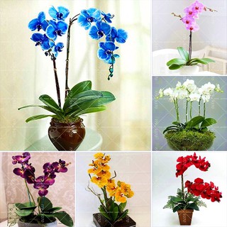 10PCS orchid seed Bonsai Flower seeds for home garden