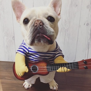 Bago funny clothes pet dog guitarist turned into a funny way fight funny playing guitar clothes
