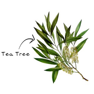 Tea Tree essential Oil 900/100ml