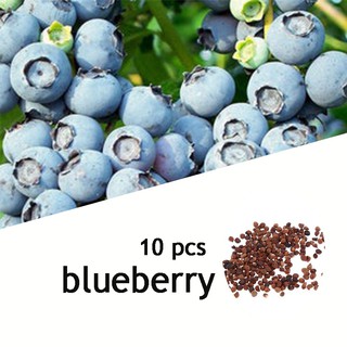 【Seeds's house】 10Pcs Blueberry SEEDS - Canada’s Saguenay Lac St-Jean Wild Blueberries Abundance Low (1)