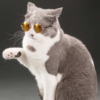 Niccyk Small Pet Dogs Cats Eyewear Sunglasses Universal Eye Protective Photos Props 08-25