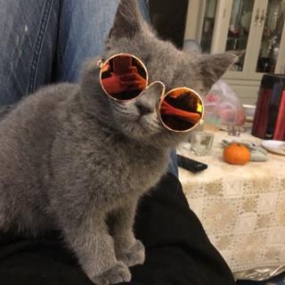 tiktok cat glasses cool pet Cute sunglasses 9 colorsTracker 04Zv (8)