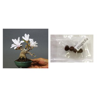 bonsai magnolia flower tree seeds