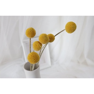 Dried craspedia | dried billy ball | natural billy buttons| wedding floral decor | home decor