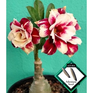 Adenium Seeds Yellow V61 High germination Flower Seeds like our other Plant seeds seed