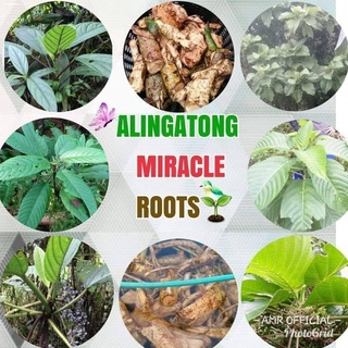 coffee teaﺴ✣12 pcs ALINGATONG MIRACLE ROOTS TEA Popular herbal medicine since ancient times High Qua