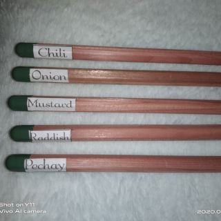 Plantable pencil ( type c)