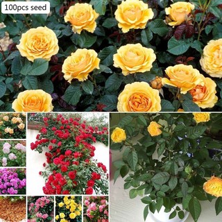 100Pcs Seeds Climbing Rose Seed Outdoor Potted Bonsai Plants Rose Rosa Perennial Flowers Plant for
