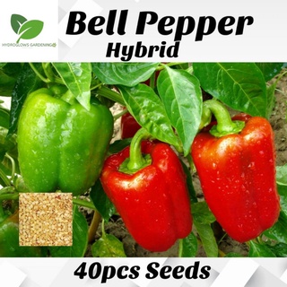 Bell Pepper Seed 40pcs Seeds (1pack)