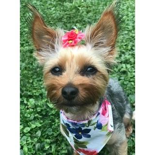 ﹊▫❖100pcs Pet Supplies Dog Grooming Bows Rhinestone Pearls Pet Dog Hair Bows Pet grooming Accessorie