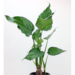 Alocasia Cuculata /Chiese Taro/Indoor/Outdoor plants/uprooted (2)