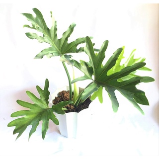 Philodendron Selloum (Sahod Yaman) Healthy Live Plant (1 Pc)