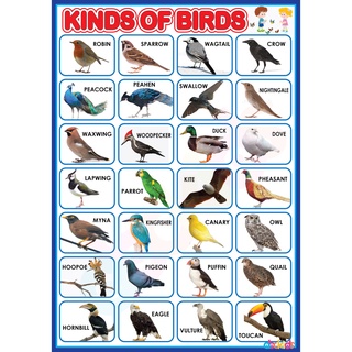 Animals Learning Materials and Educational Charts For Kids