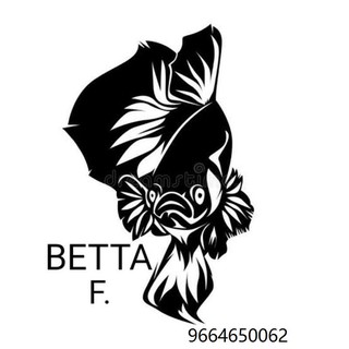 Betta with Betta tank/Pebbles& Food