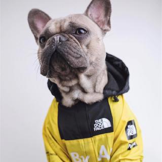 Outdoor Dog Clothes [Supreme&THE NORTH FACE] Hoodie Windproof Raincoat for Small Medium Dogs THE DOG FACE Dog Jacket Pet Clothing (4)