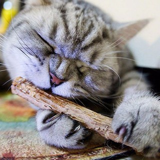 dolove 5pcs Cat Cleaning Teeth Catnip Pet Cat Molar Toothpaste Stick Matatabi Cat Snacks Sticks (1)