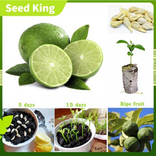 10 Pcs Citrus aurantifolia Green Lemon Tree Seeds Bonsai Key Lime Lemon Tree Plants Seed (1)