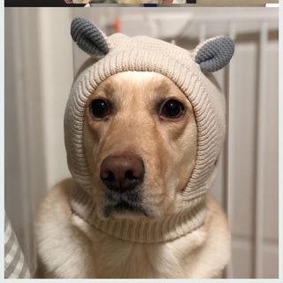 Pet HatsDog Labrador Pet Hat Labrador Winter Large Dog Cute Wool Hat Scarf Golden Retriever Big Dog