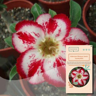 One Petal Red Stripe White Desert Rose Seeds,Adenium Obesum Seeds – Variety#081