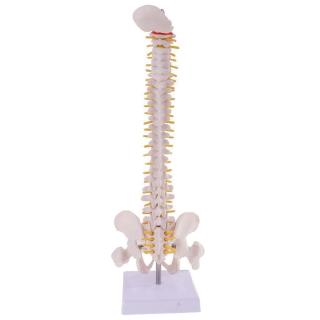 45CM Human Spine Model Vertebral Skeleton Teaching Model I9J2