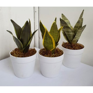 Artificial Sanseviera Snake Plant 10 inches