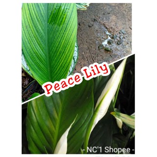 Peace Lily (Uprooted)