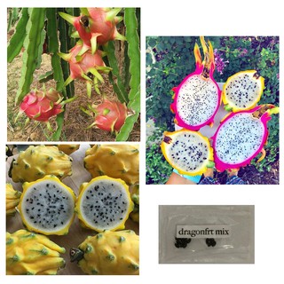 yellow red dragonfruit pitaya mix dragon cactus fruit seeds
