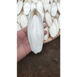 CUTTLEBONE FOR ALL TYPES OF BIRDS