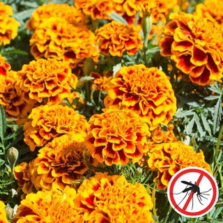 Marigold Seeds - Sparky Mixed Colors (FLOWER SEEDS)