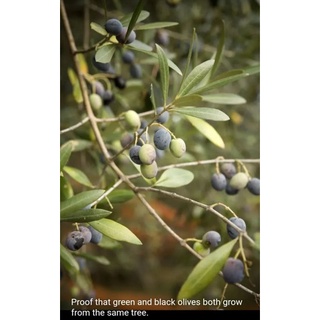 Olive Seed Black Olive