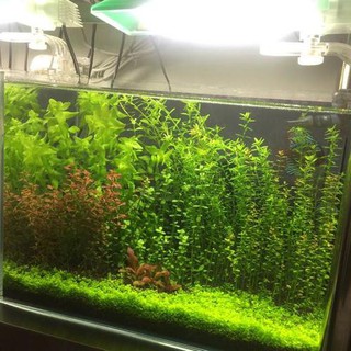 【Seeds's house】[COD]5g Bacopa monnieri aquatic plant seeds aquarium live aquatic plants (3)