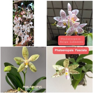 6 Varieties of Phals Orchids Phalaenopsis x Palenopsis