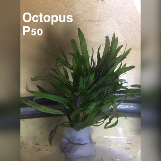 Octopus aquatic plant