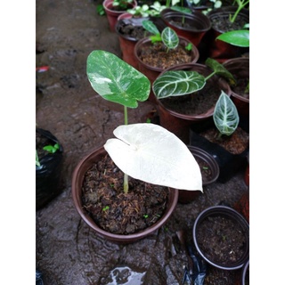 Alocasia Albo Plants
