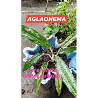 AGLAONEMA CUTLASS/LIVE PLANT- 005/ (Small-Medium-Big).
