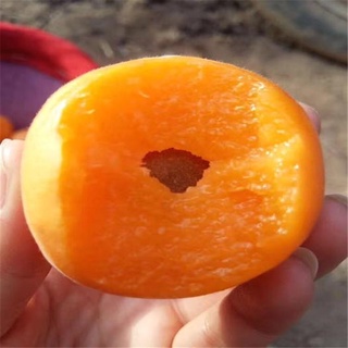 Chunxi Agriculture Sells Golden Sun Apricot Seedlings Big Fruit, Loose Core, Golden and Juicy Freshl (9)