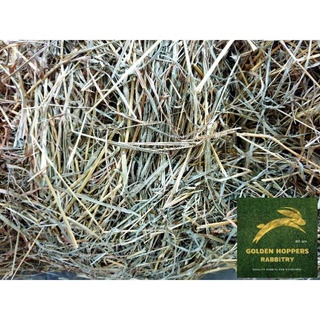Toys❏StarGrass Hay for Rabbits and Guinea Pigs (500g)