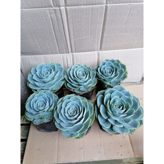 ROSE CABBAGE SUCCULENTS(small only)